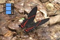 Scene 27_Ancyluris on forest ground coverd with fallen leaves